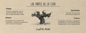 partes de la cepa 