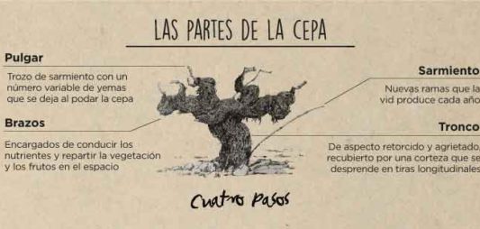 Partes de una cepa