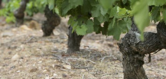 Los viñedos en El Bierzo