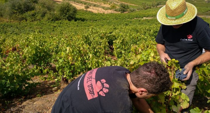 (Español) Adiós a la vendimia, hola al vino
