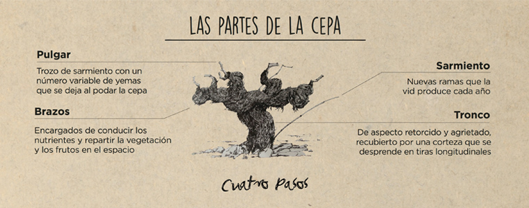 Partes de una cepa | Cuatro pasos de Martín Codax