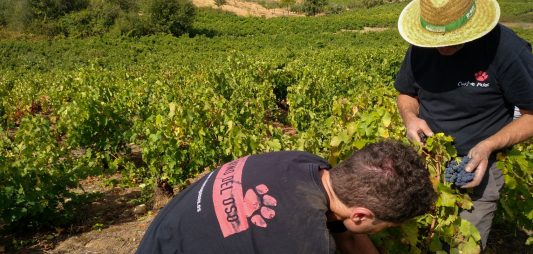 (Español) Adiós a la vendimia, hola al vino
